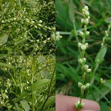 Image result for Persicaria setosula