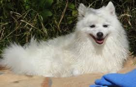The japanese spitz (nihon supittsu) is a small to medium breed of dog of the spitz type. Japan Spitz Vorgestellt Von Den Liebehabern Der Deutschen Spitze