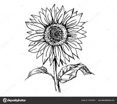 Contents1 cara menggambar bunga matahari yang indah1.1 1. Gambar Sketsa Bunga Matahari Hitam Putih