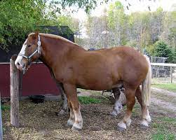 The belgian draft horse is one of the tallest and largest breeds in the world. Belgian Horse Wikipedia