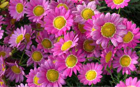 50 beautiful flower meanings that will surprise you. All Beautiful Flowers 2560x1600 Wallpaper Teahub Io