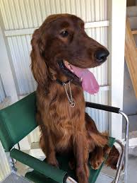 irish setter red setter おしゃれまとめの人気アイデア pinterest gill thomas price アイリッシュセッター アイリッシュ セッター
