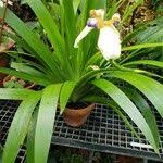 Image result for Neomarica northiana