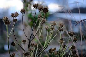 Image result for Berkheya setifera