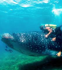 See full list on scubasplash.com I Celebrated By 60th Birthday By Diving With Sharks And Loved It Woman Home