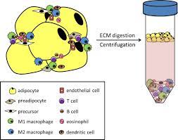 Although animal cell culture was first successfully undertaken by ross harrison in 1907, it was not until the late 1940's to early 1950's that several developments occurred that made cell culture widely available as a tool for. Adipose Tissue Physiology To Metabolic Dysfunction Endotext Ncbi Bookshelf