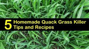 Every lawn can throw up it's own set of problems. 5 Diy Quack Grass Killer Recipes