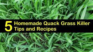 Check spelling or type a new query. 5 Diy Quack Grass Killer Recipes