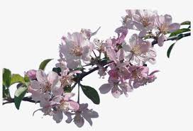 Cherry blossom branch free photo 2 months ago. Go To Image Cherry Blossom Branch Png Png Image Transparent Png Free Download On Seekpng