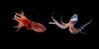 What Are The Differences Between Octopus And Squid Octopus Octopus Species Cephalopod