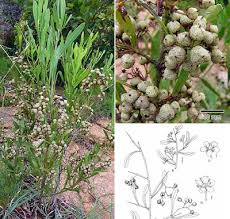Image result for Gymnosporia heterophylla