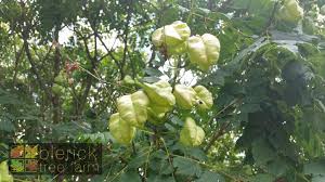 The furrowed silver bark adds an interesting dimension to the. Koelreuteria Paniculata Golden Rain Tree Blerick Tree Farm