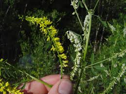 Image result for Melilotus albus