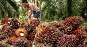 Untuk pertanian maju, mandiri, modern demi kesejahteraan petani, maka dibutuhkan akselarasi yang cepat. Cabaran Halangan Bidang Pertanian Sebagai Perniagaan Asas Keusahawanan