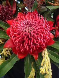 Flowers For Everyone Waratah Flowers These Would Be Lovely To Have In My Garden Waratah Austr Australian Native Flowers Australian Flowers Waratah Flower