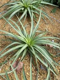 Image result for Cynanchum praecox