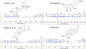 Image result for Xeroderris stuhlmannii