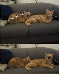 Cat Related Memes Posts For The Feline Lovers Funny Cat Memes Funny Animal Jokes Funny Animal Memes