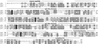 B7h, a Novel Costimulatory Homolog of B7.1 and B7.2, Is Induced by TNFα -  ScienceDirect