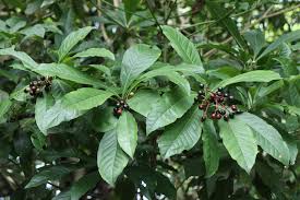 Image result for Morinda asteroscepa