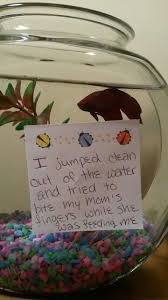 Owners Calling Out Their Naughty Fish In 2020 Betta Fish Care Dog Shaming Funny Animal Shaming