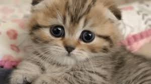 For some more vids of munchie. This Scottish Fold Munchkin Kitten Will Melt Your Heart With Cuteness Youtube