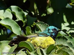 Image result for Natural Yellow 1999 Fleet