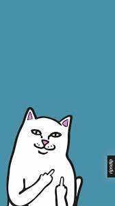 Cats Pets Cute Ripndip Wallpaper Cat Wallpaper Hypebeast Wallpaper