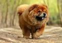 Lowchen Dog Breed Information and Pictures