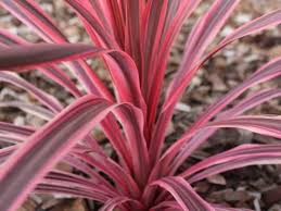 cordyline cordyline australis sunrise heat tolerant plants plants plant finder