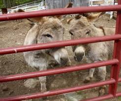 We guarantee the animals are suitable for all ages. A Visit To Flamig Farm S Petting Zoo In Connecticut Mommypoppins Things To Do In Connecticut With Kids