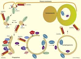 Mechanisms of Autophagosome Biogenesis: Current Biology