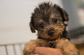 Check spelling or type a new query. Maryland Poised To Ban All Puppy Mill Sales In Pet Stores A Humane World