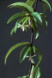 Image result for Begonia loranthoides