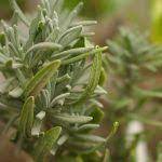 aeroponics benefits and disadvantages gardening site aquaponics aquaponic gardening hydroponic gardening diy