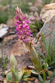 Image result for Satyrium
