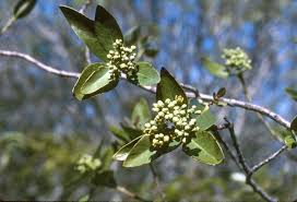 Image result for Santalaceae