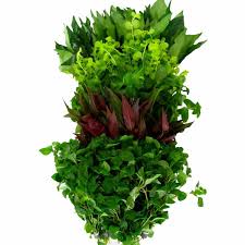 | new aquarium plant seeds fish tank aquatic water grass foreground easy plants 5g. Live Coldwater Aquarium Plants