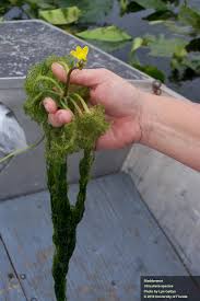 Image result for Utricularia formula