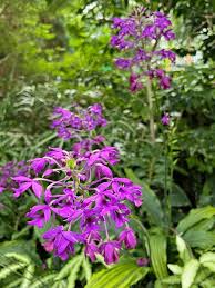 Image result for Calanthe sylvatica