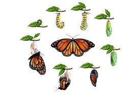 Nyamuk melalui fase berupa telur, larva, pupa. Inilah Perbedaan Metamorfosis Sempurna Dan Metamorfosis Tidak Sempurna Pada Hewan Bobo Id Line Today