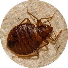 Learn about bed bugs and bed bug pest control methods. Bed Bug Exterminators Best Bed Bug Control Removal In Puerto Rico