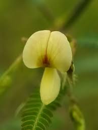 Image result for Aeschynomene baumii