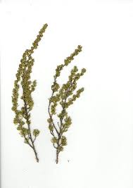 Image result for Cliffortia