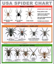 Spider Information Brown Recluse Hobo And Black Widows