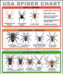 spider information brown recluse hobo and black widows