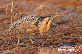 Kümmel mit bittern branntwein 30% , 700 ml von dworzak's ✓ in der kategorie branntwein ✓ alles und mehr bei globus! Big Bittern Description Habitat Interesting Facts