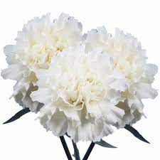 Roses, gerbaras and carnations in a vase. Amazon Com Globalrose 200 White Carnations Lovely Natural Flowers Fresh Cut Format Carnation Flowers Grocery Gourmet Food