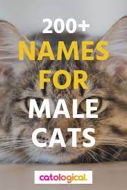 Top 200 Names For Boy Cats Cute Funny Unique Puns Colorful Customized Names For Male Cats Names For Male Cats Male Cat Names Unique Cute Cat Names