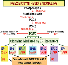 Fever is a complex physiologic response triggered by infectious or aseptic stimuli. Molecular Cellular And Epigenetic Signatures Of Prostaglandin E2 In Endometriosis Bentham Science